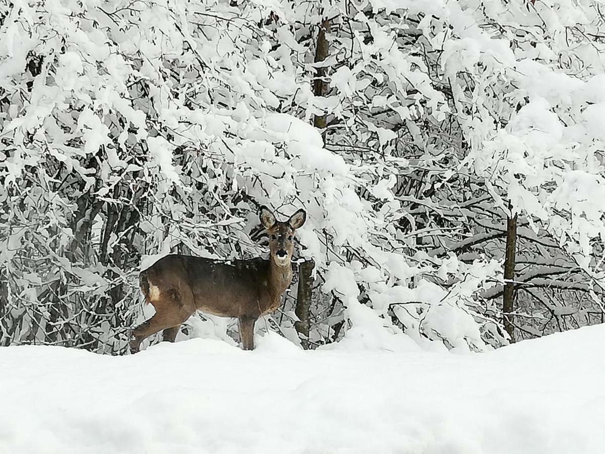 Brunarica Na Goreljeku Bohinj Exterior foto